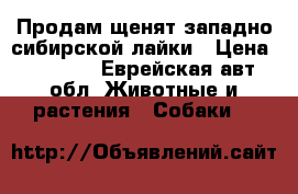 Продам щенят западно-сибирской лайки › Цена ­ 2 500 - Еврейская авт.обл. Животные и растения » Собаки   